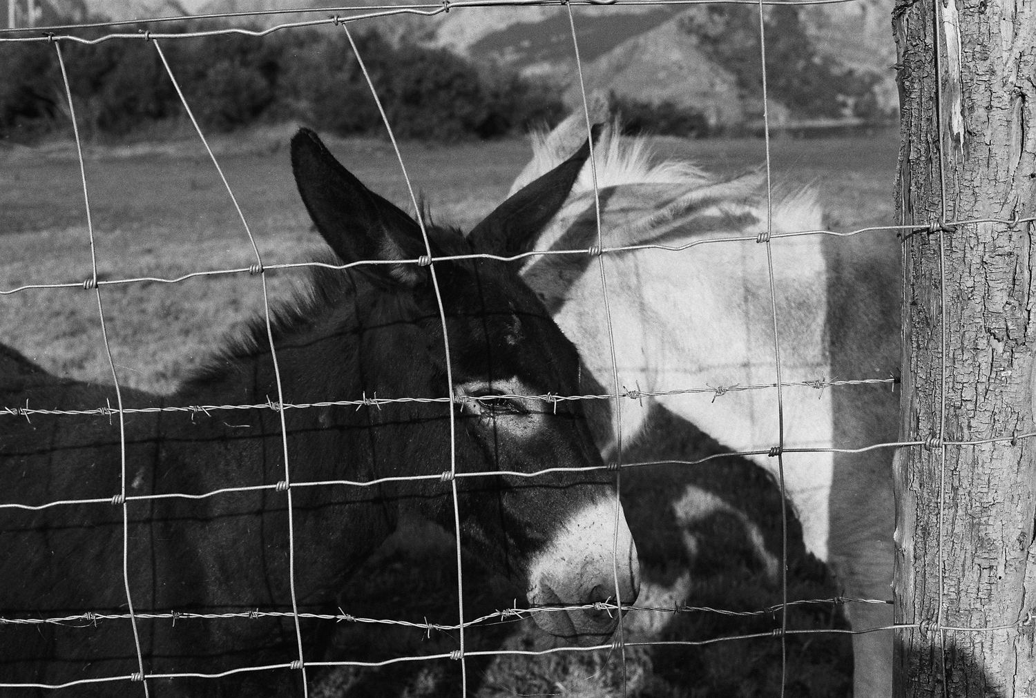 Burro tras una valla metálica